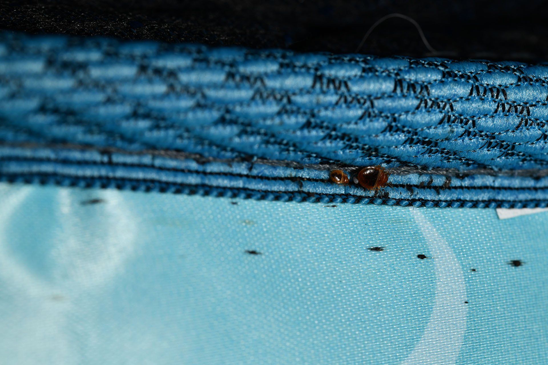 Adult and nymph bed bugs with eggs