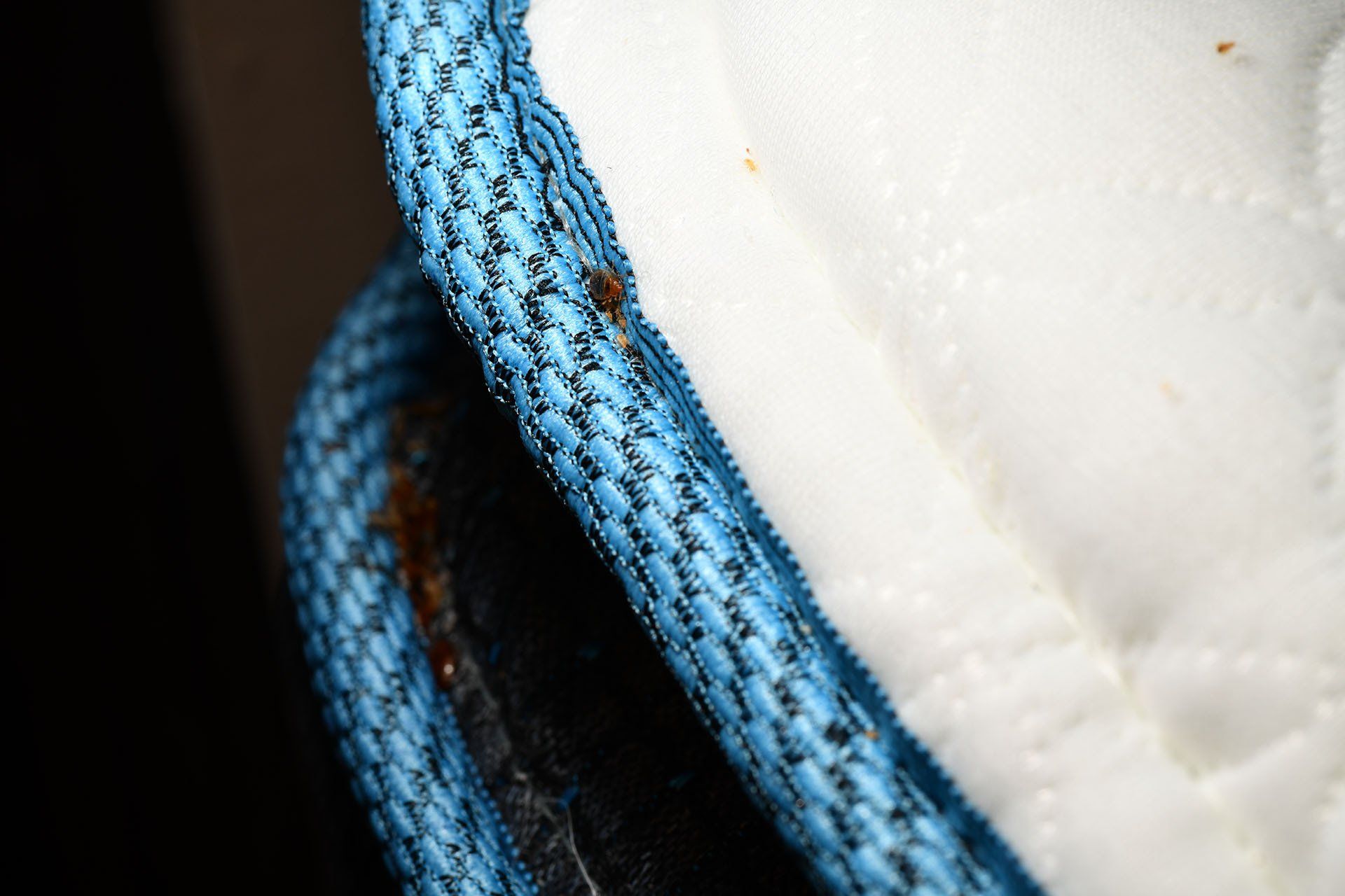 Bed bug on mattress piping