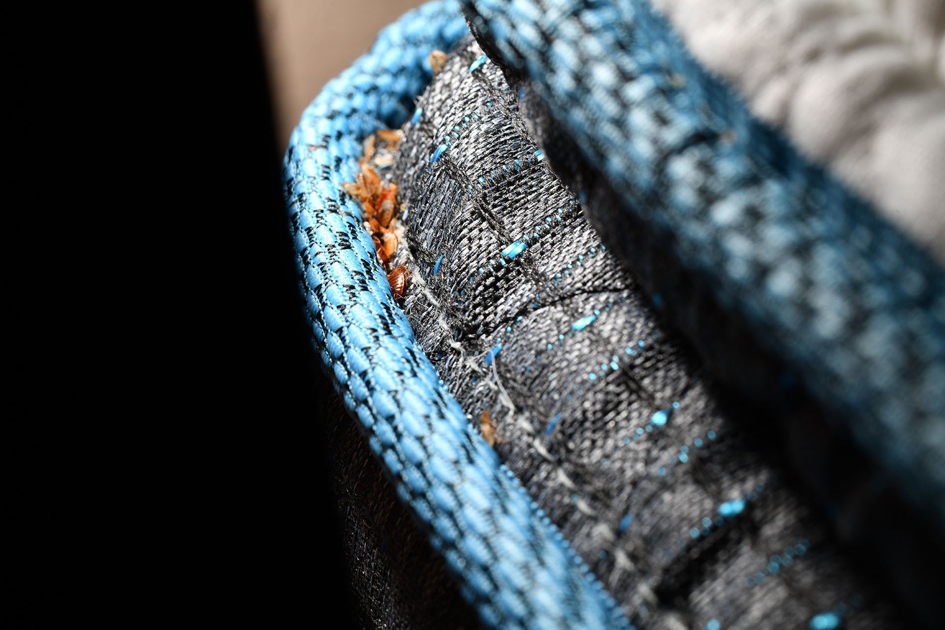 Bed bugs in the corner of the mattress