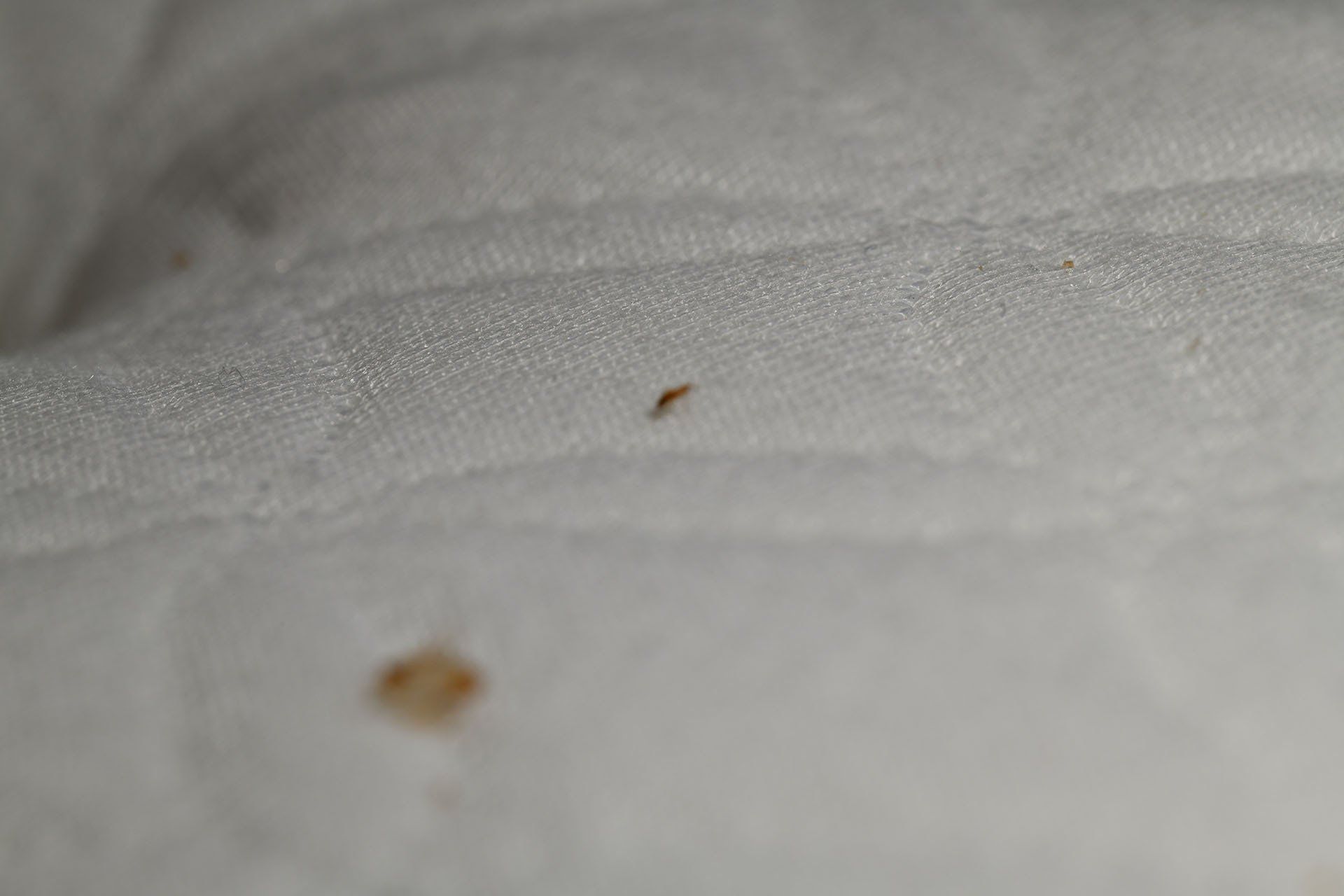 Bed bugs nymphs on the bed