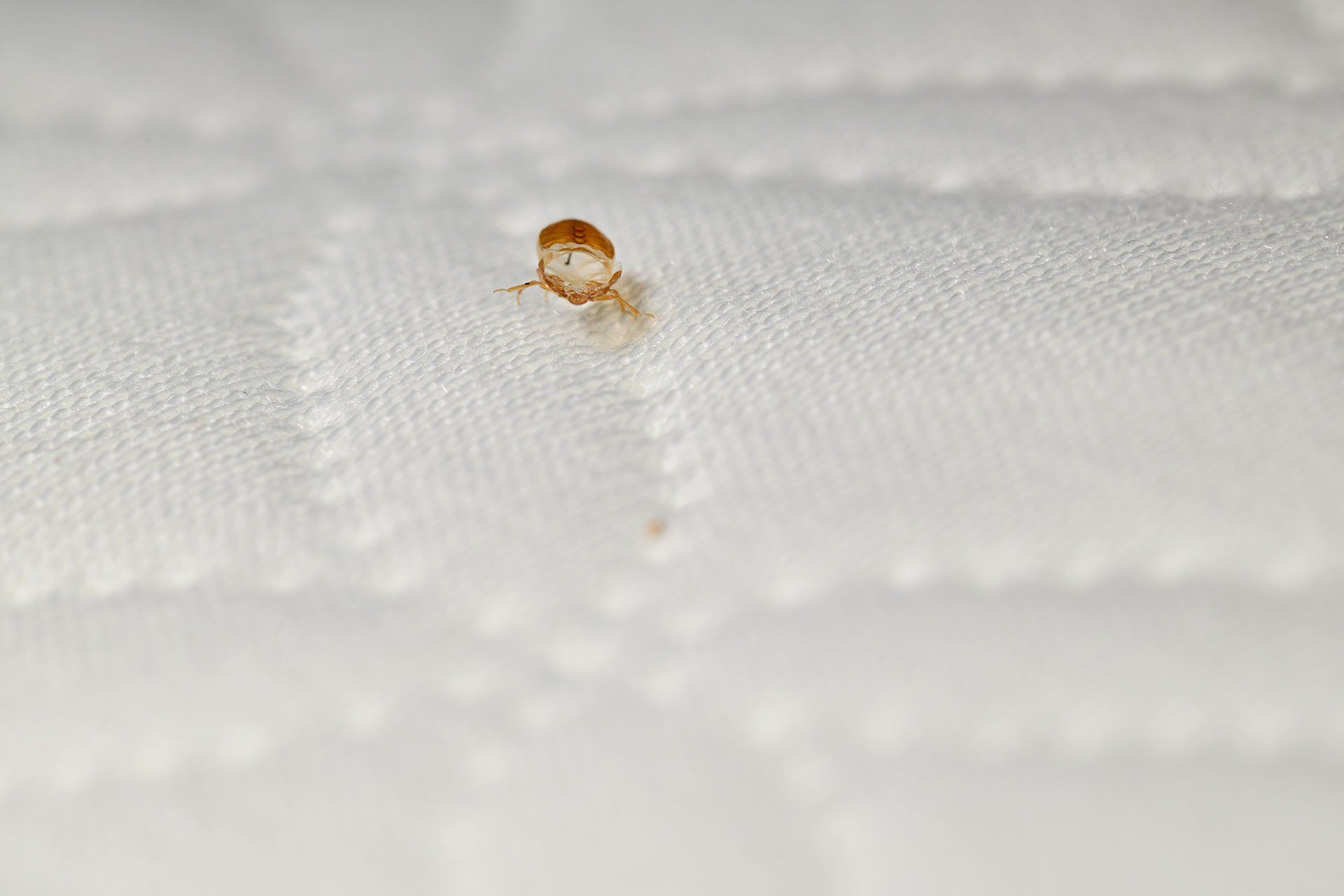 Bed bugs nymphs closeup