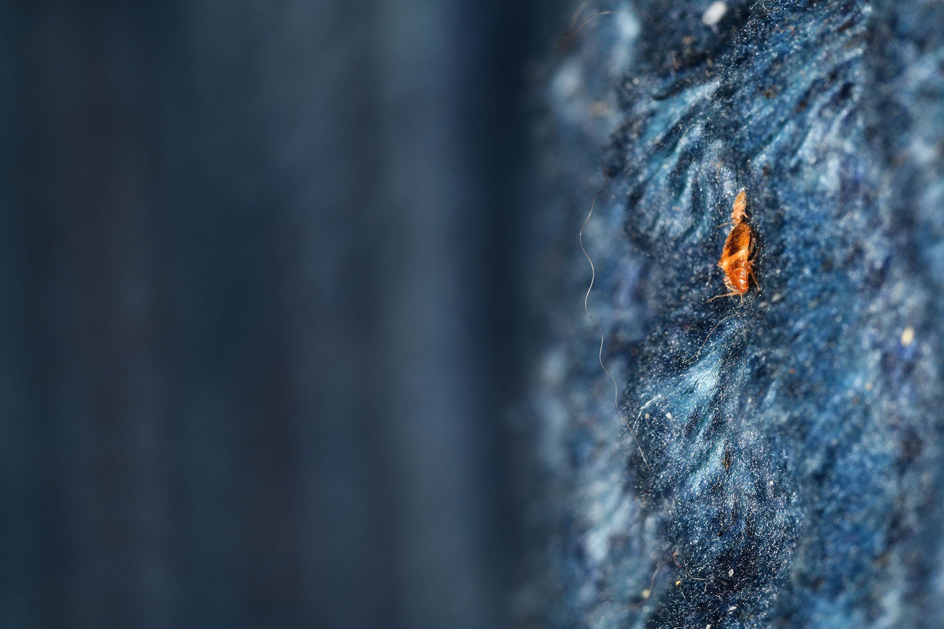 Bed bugs on the arm chair