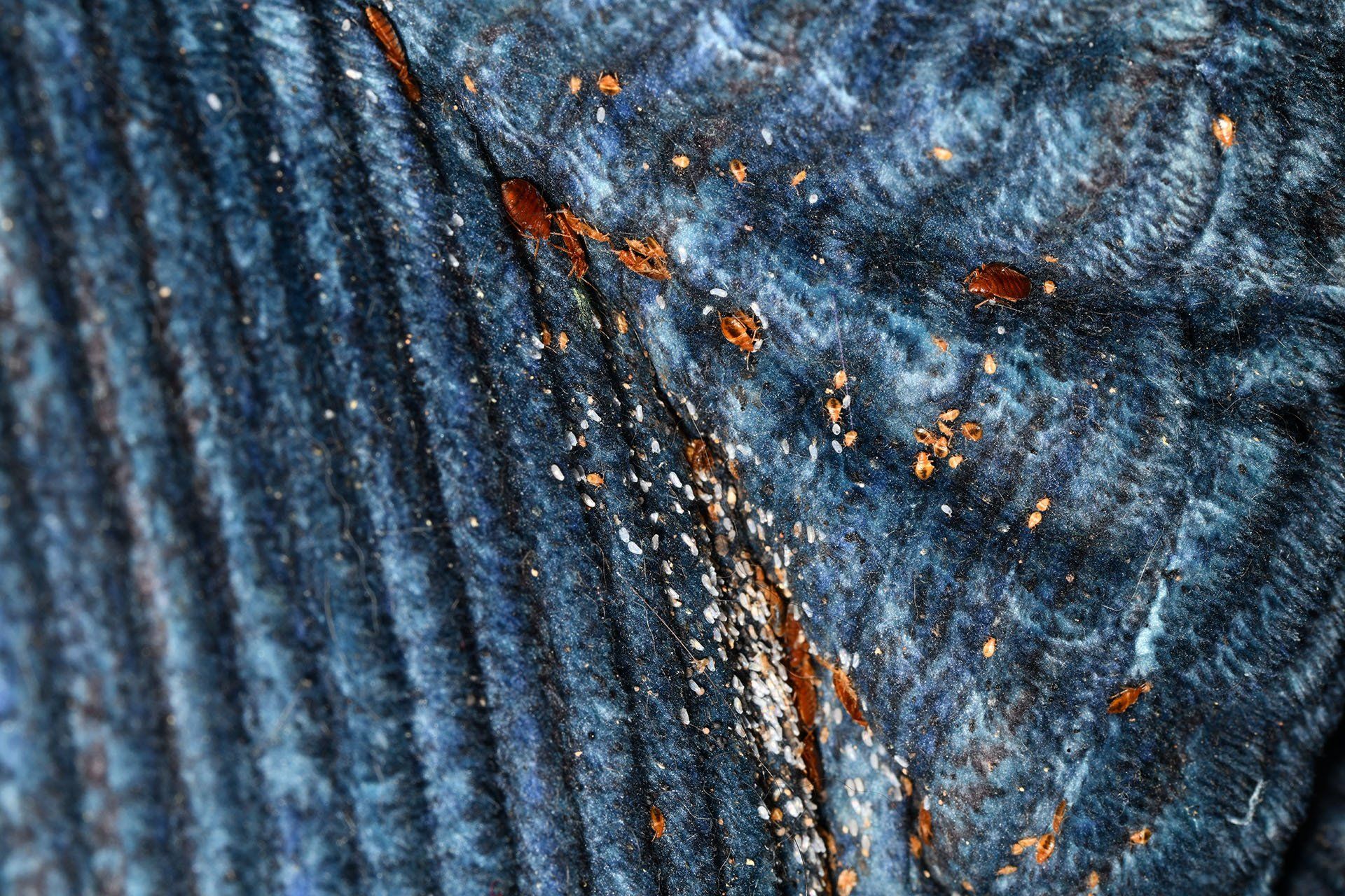 Bed bug nest with eggs