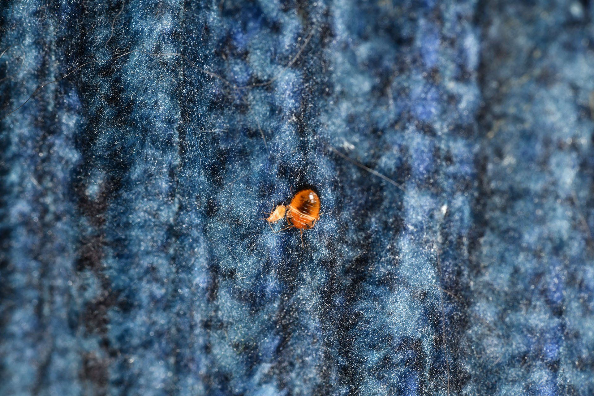 Bed bug nymphs on the recliner