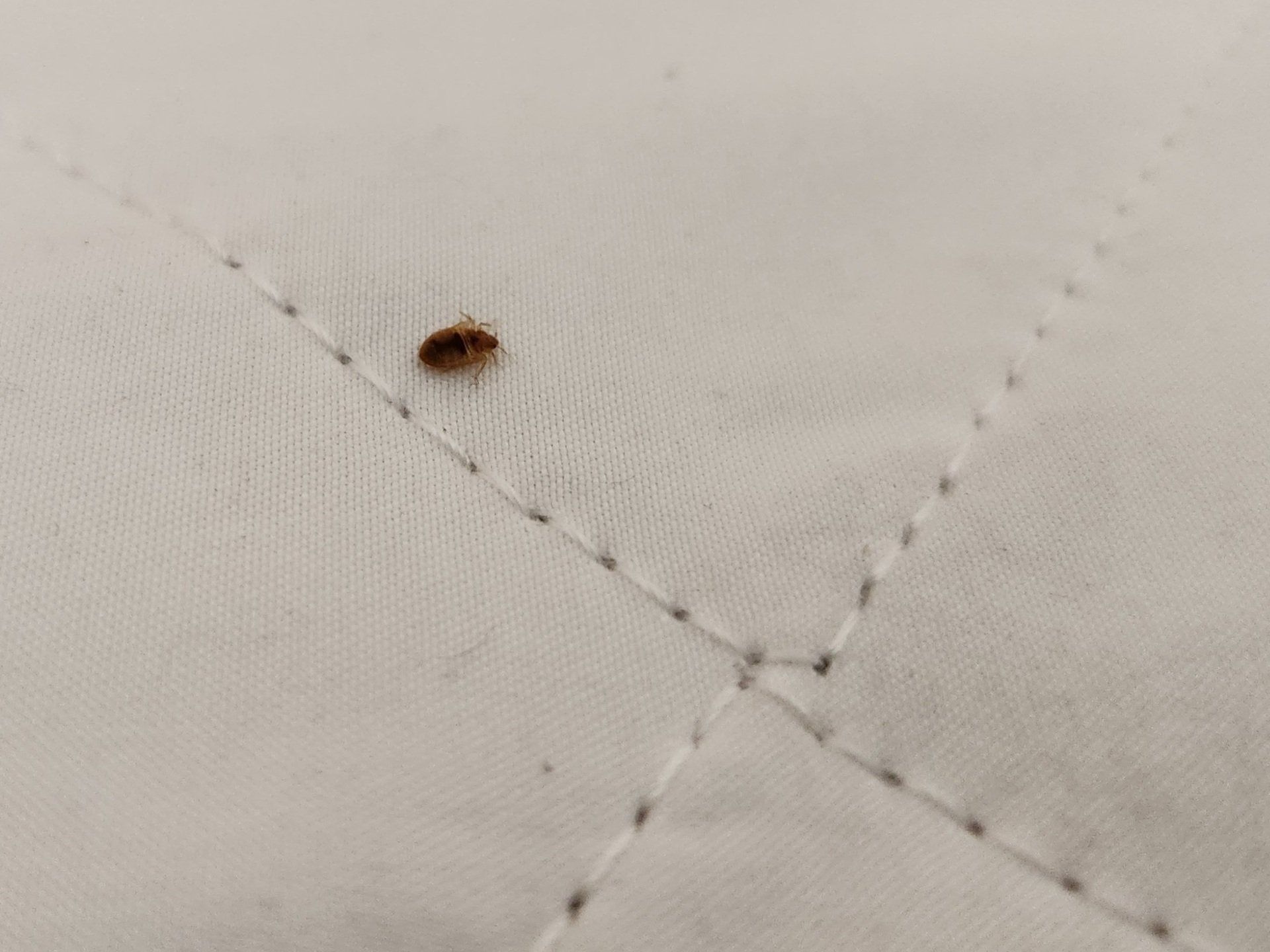 Small bed bug