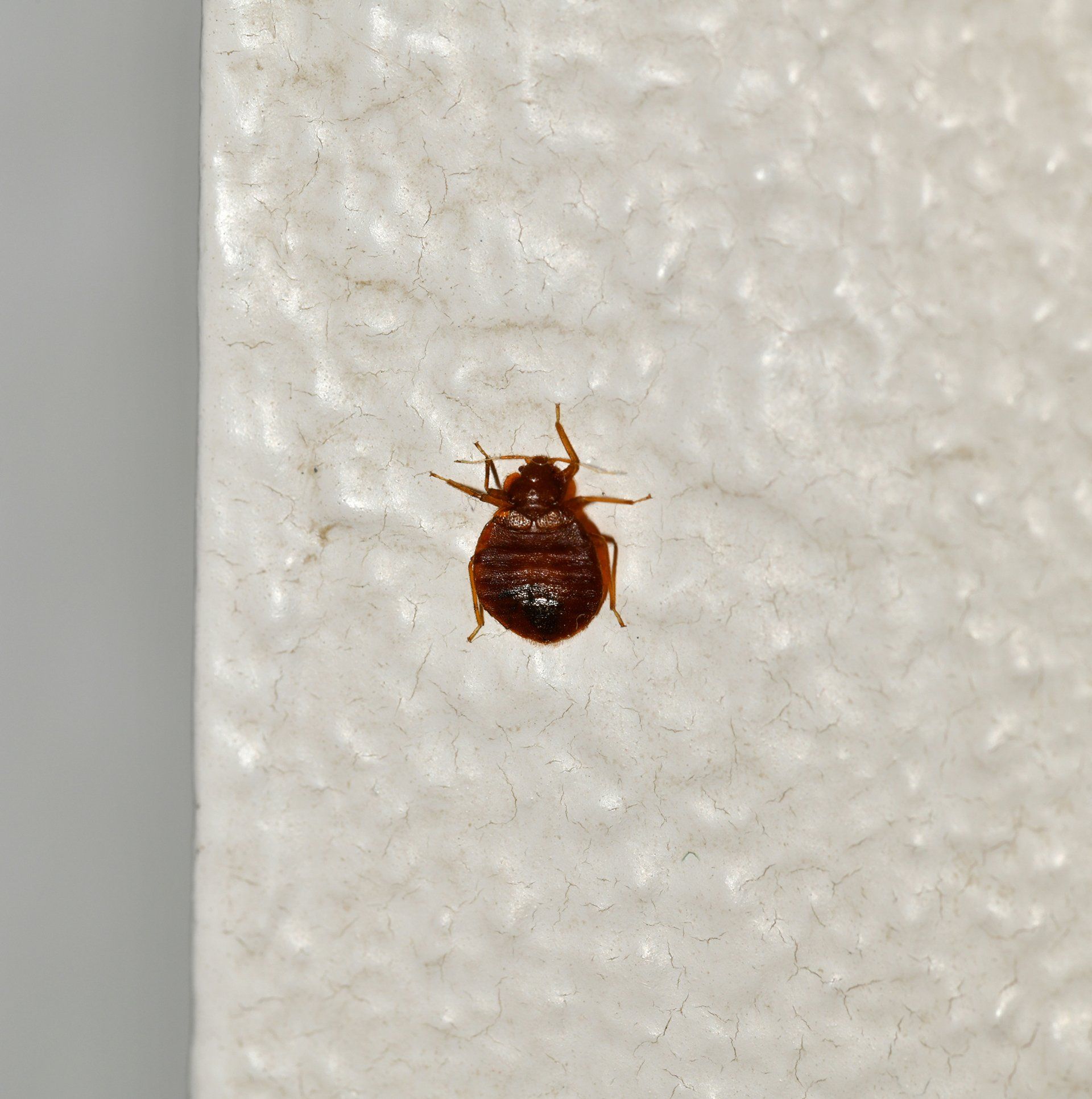 Adult bed bug