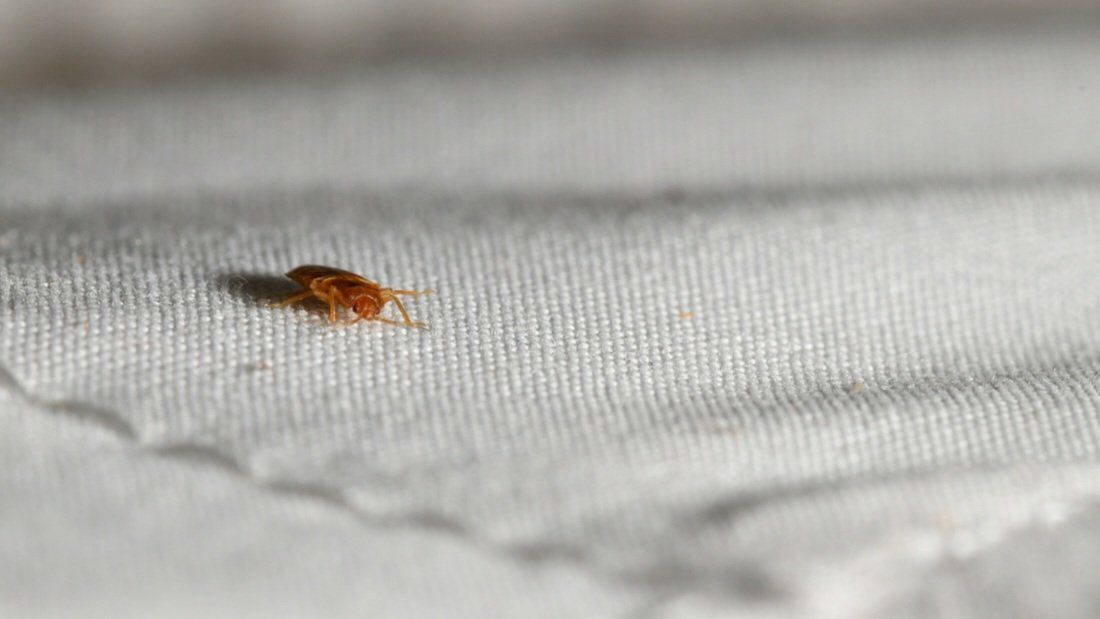 Adult bed bug