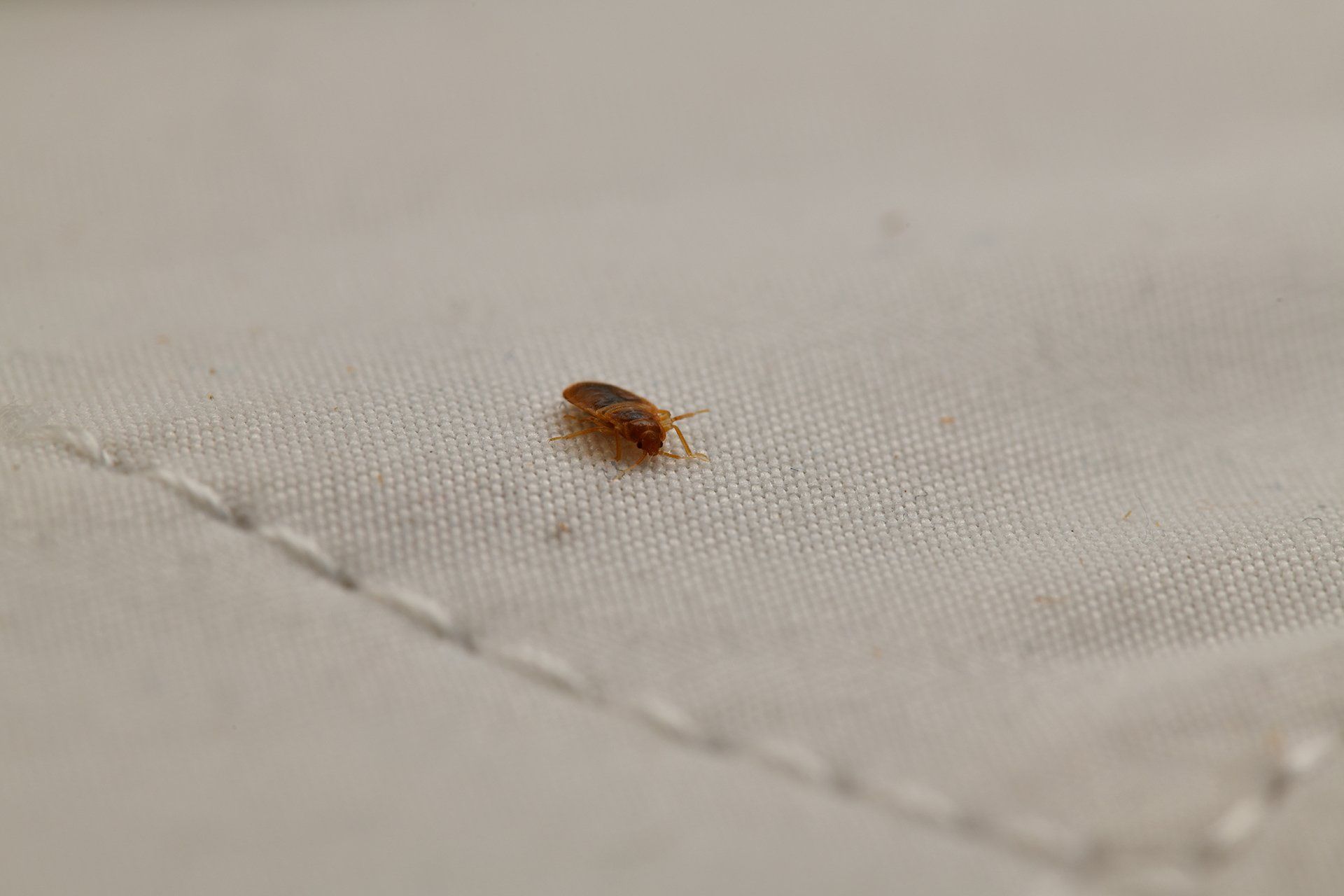Adult bed bug