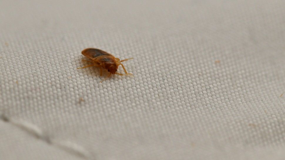 Adult bed bug closeup