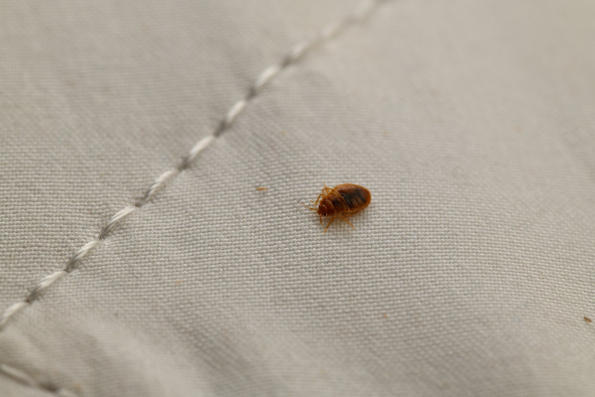 Adult bed bug closeup
