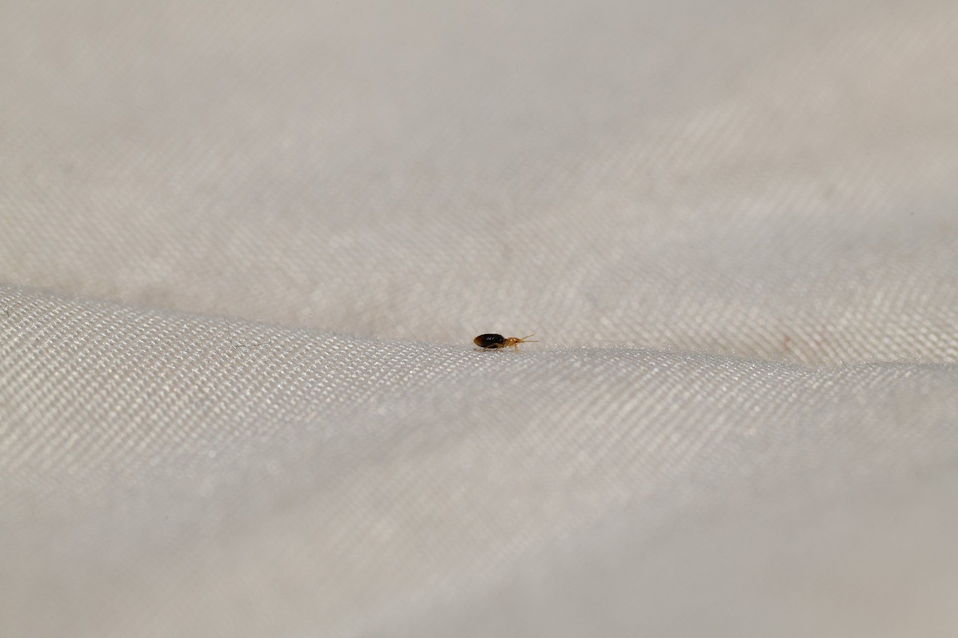 Small bed bug on the mattress