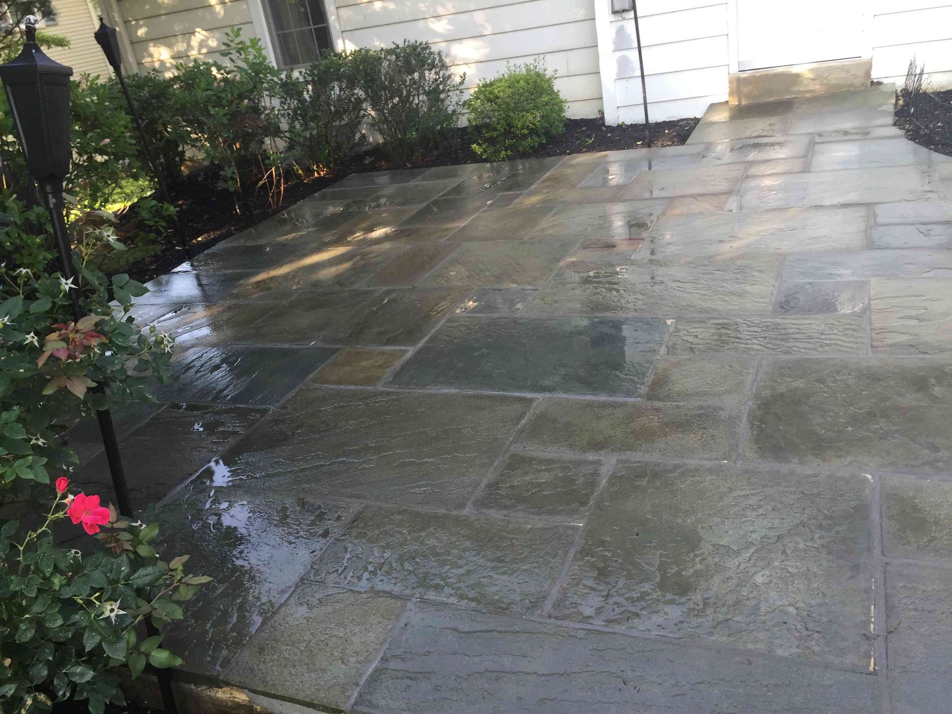 A stone patio made of irregular gray-green rectangular tiles, viewed from above, with shrubs and a red rose bush nearby.