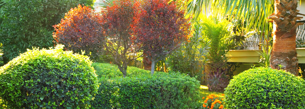 Mix of trees and shrubs on a garden