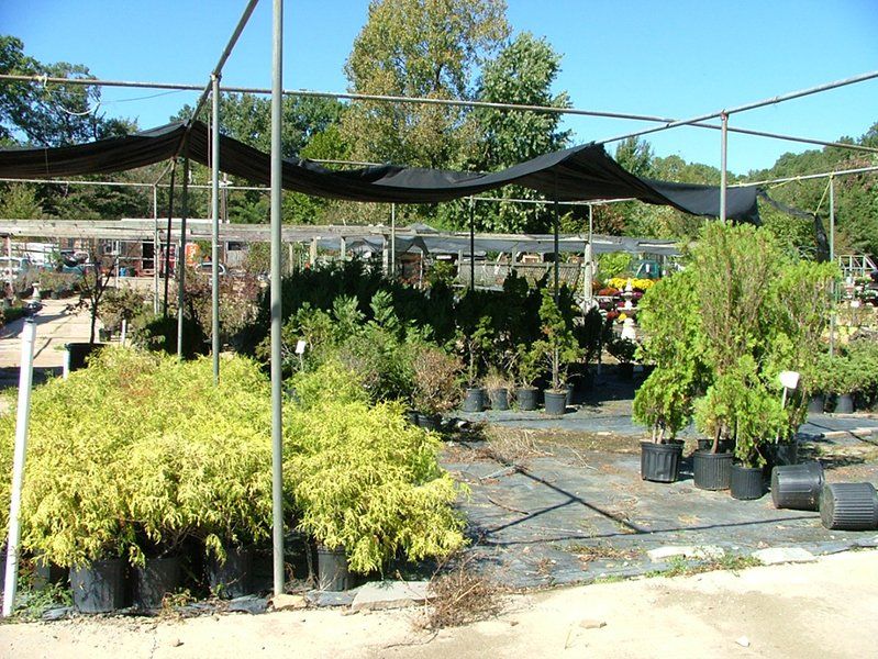 Plants