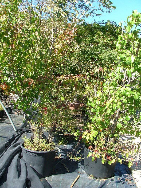 Plants