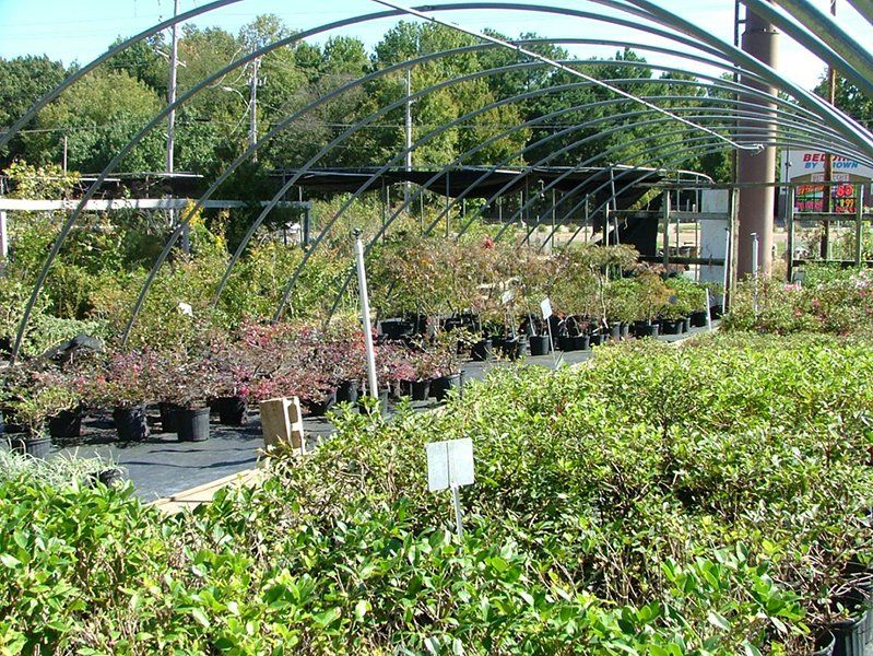 Plants
