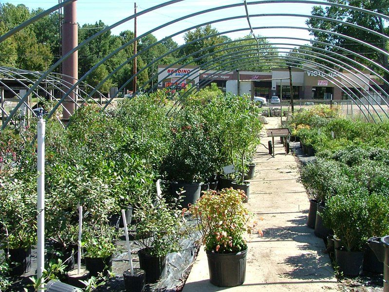 Plants