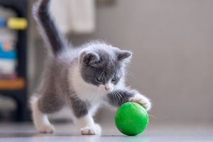 Pet Vaccinations
