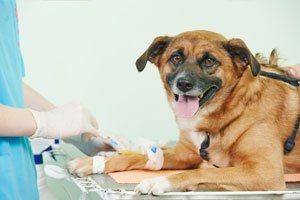 Pet Surgery