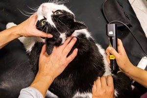 Veterinary Laser Therapy