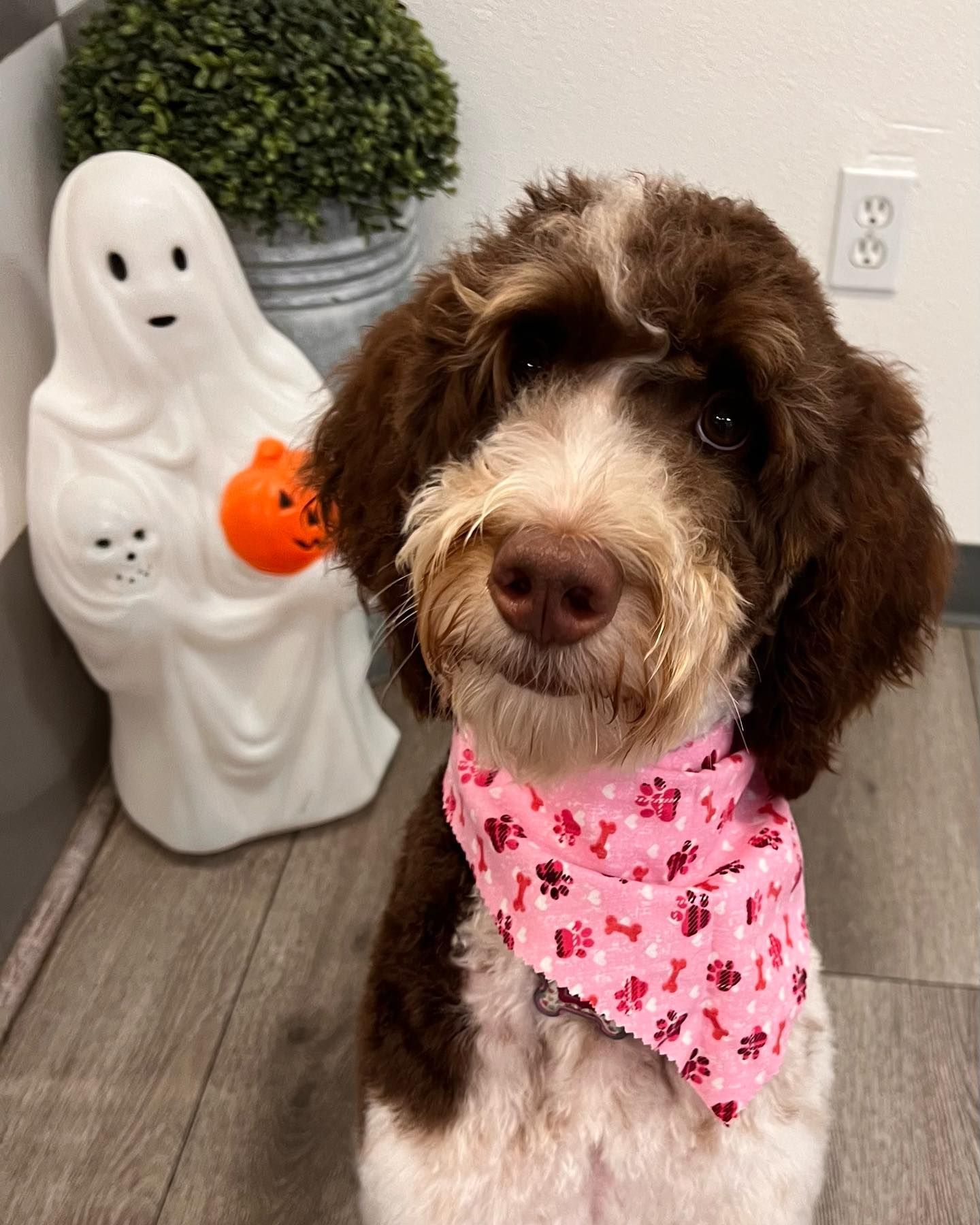 A brown and white dog wearing a pink bandana is sitting in front of a ghost statue.