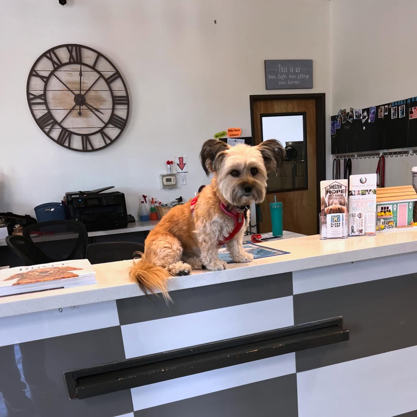 A small dog is sitting on a counter in front of a clock.