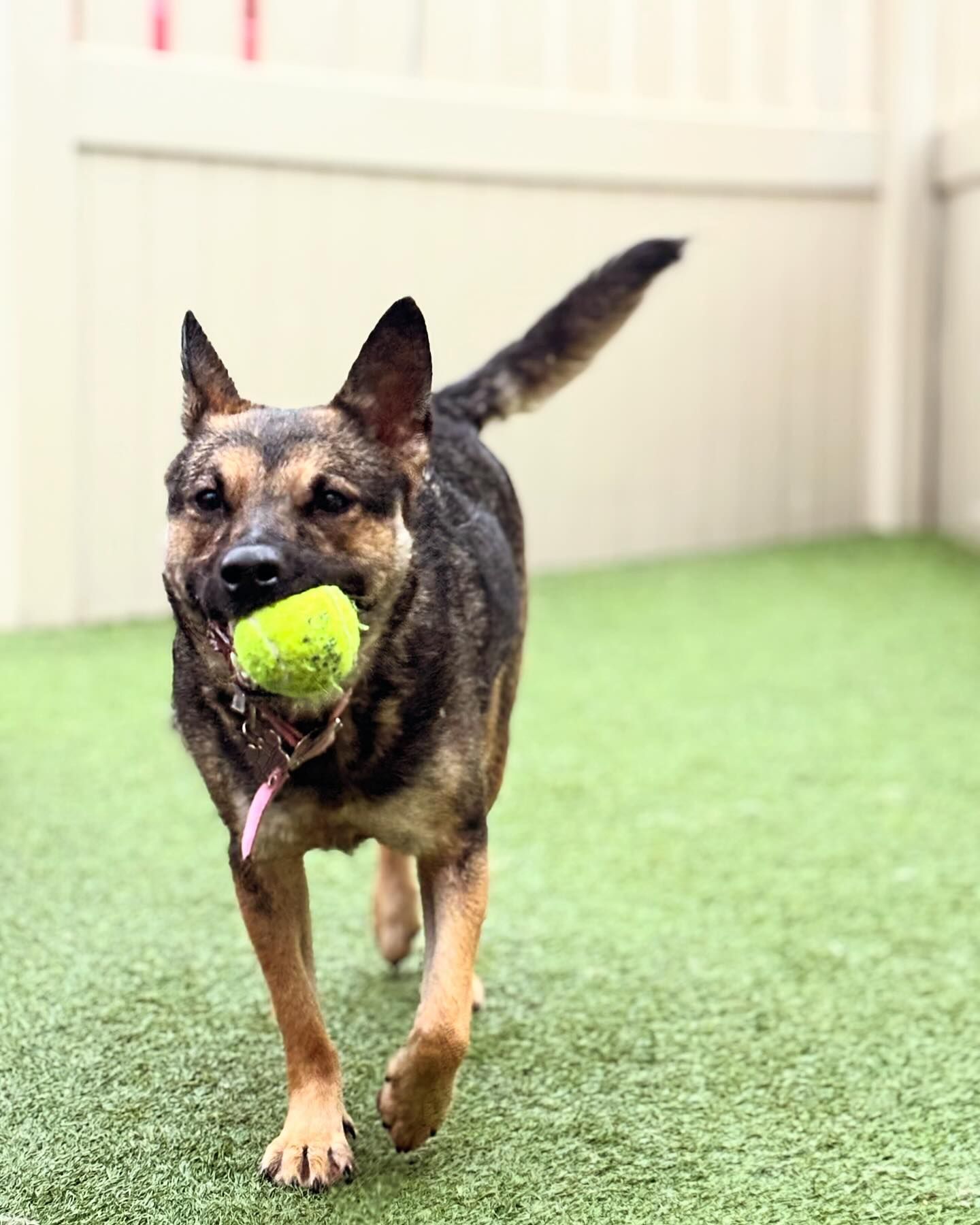 A german shepherd is running with a tennis ball in its mouth.
