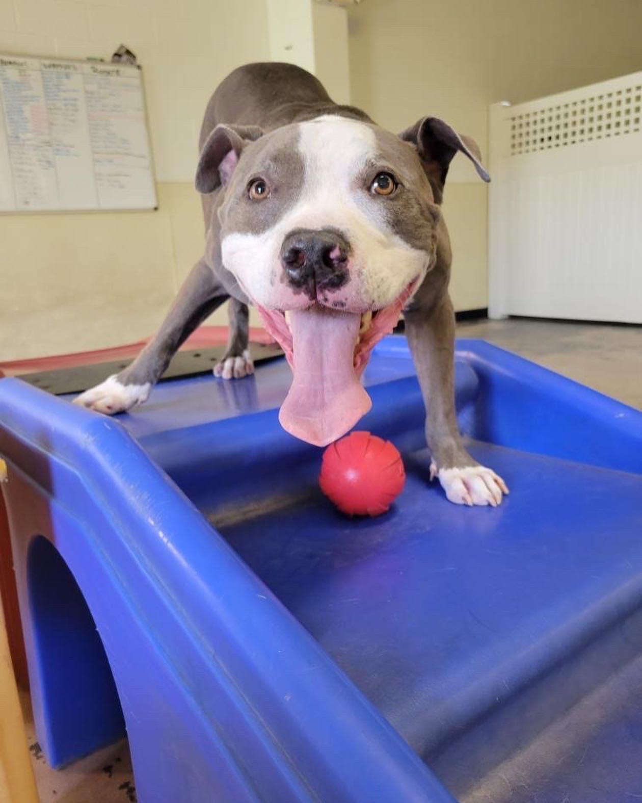 A dog is playing with a red ball on a blue slide.