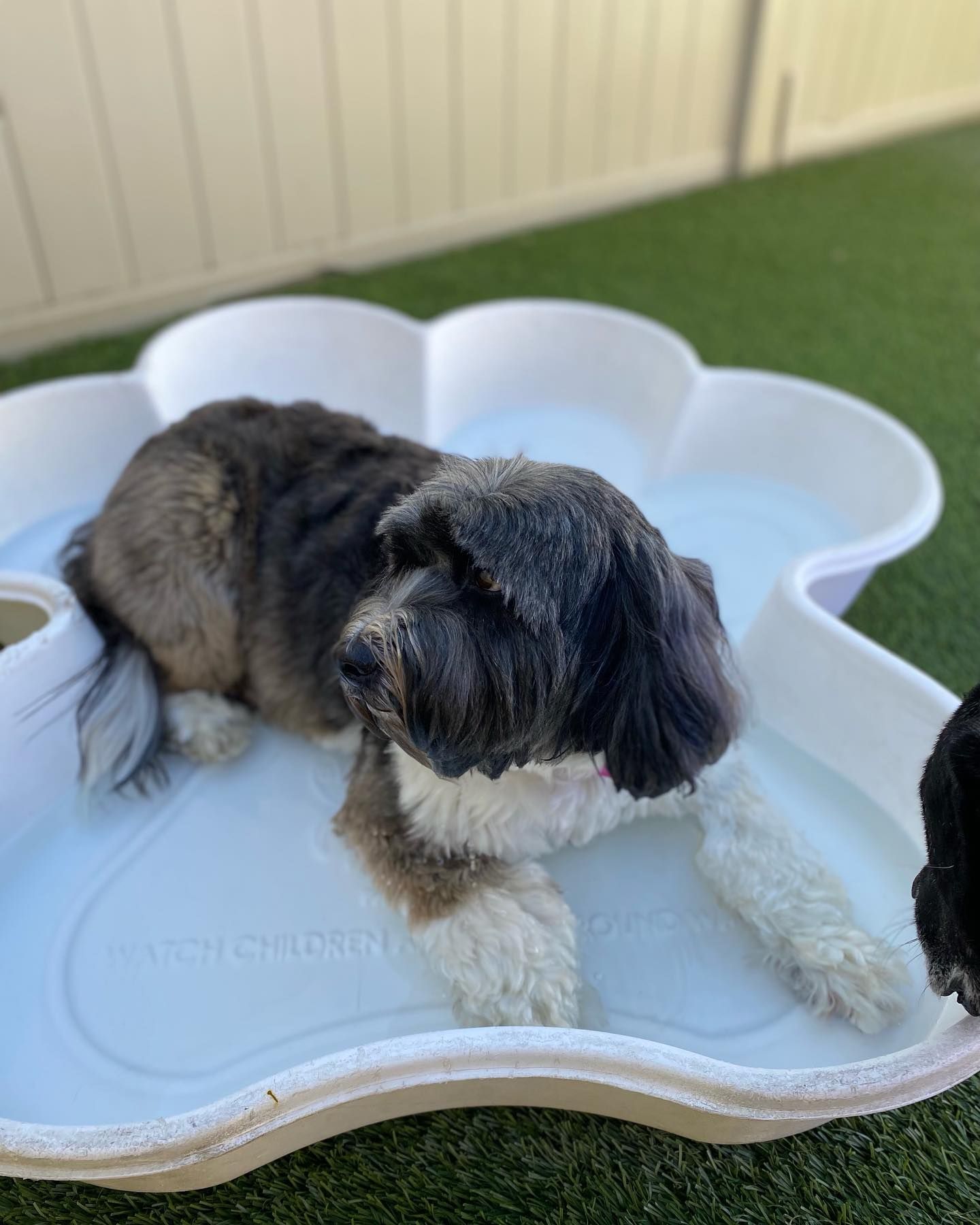A dog is laying in a paw shaped bowl of water.