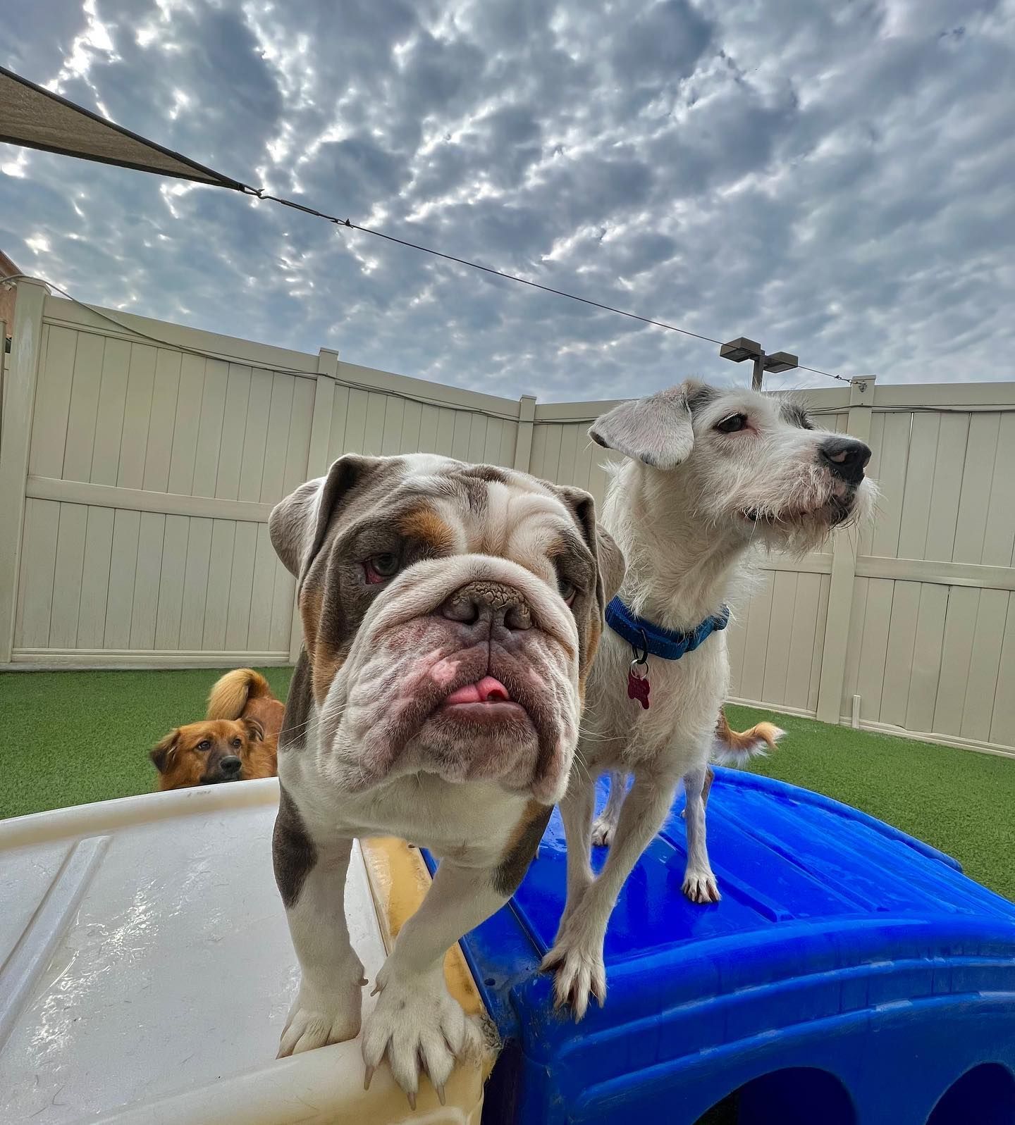 Two dogs are standing next to each other in a yard looking at the camera.