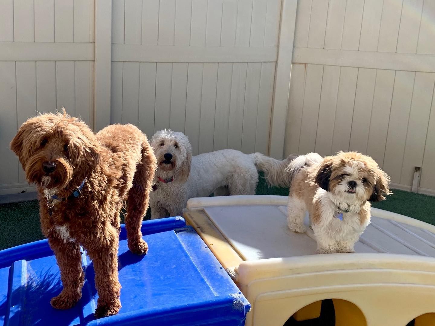 Three small dogs are standing next to each other in a yard.