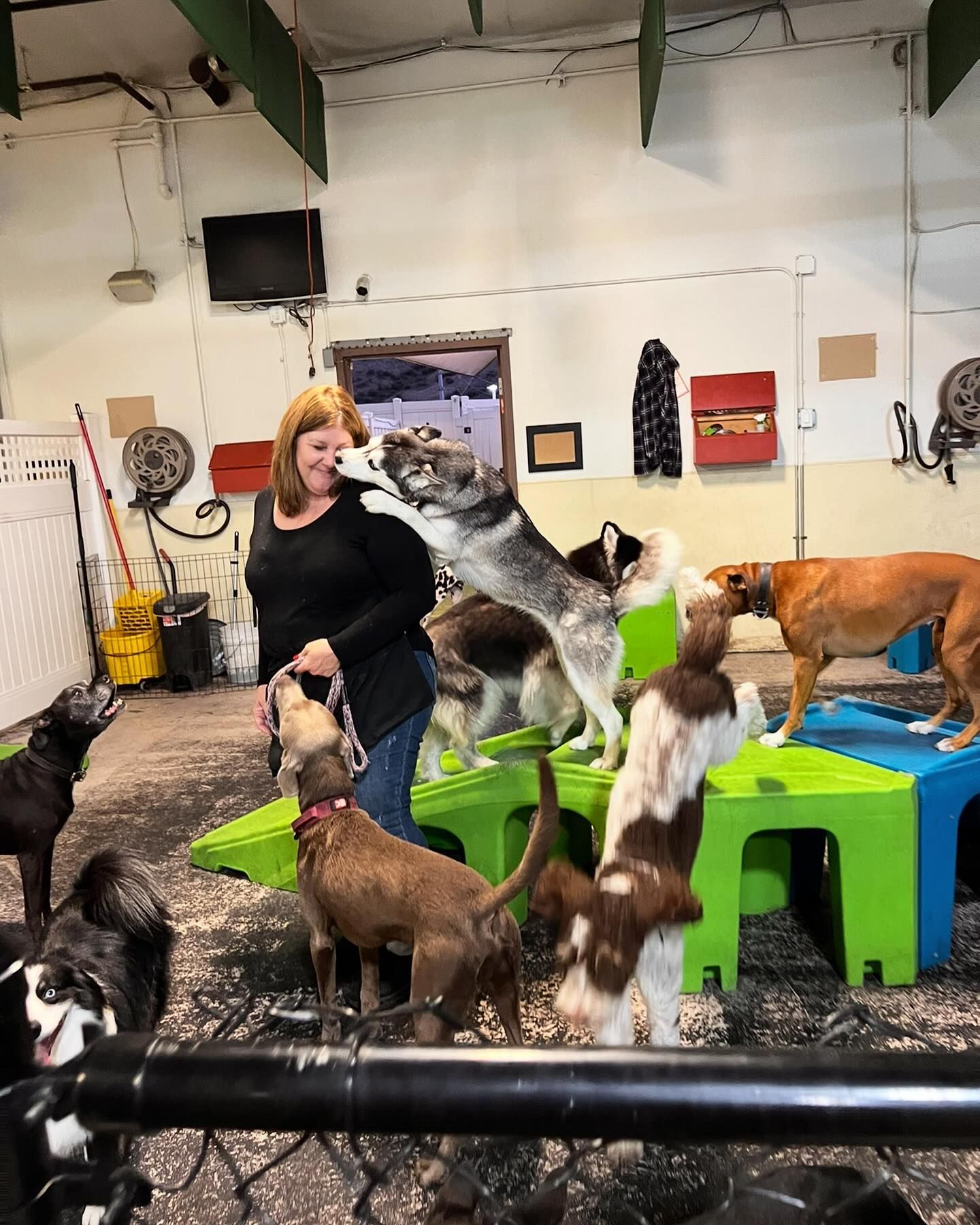 A woman is standing next to a group of dogs in a room.