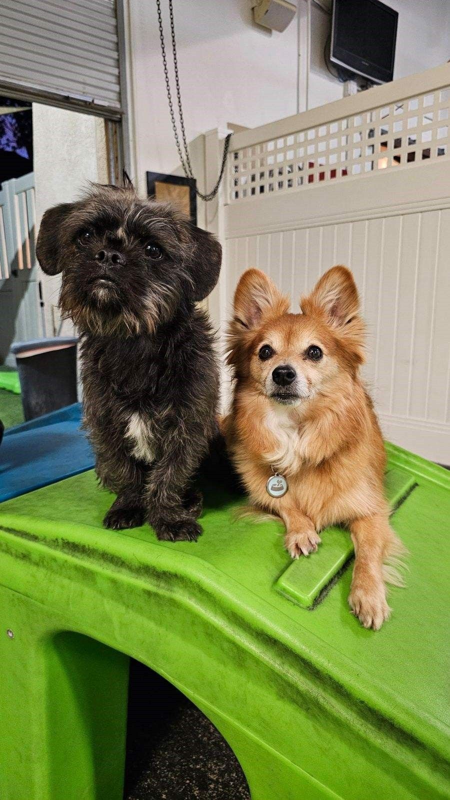 Two dogs are sitting on top of a green crate.