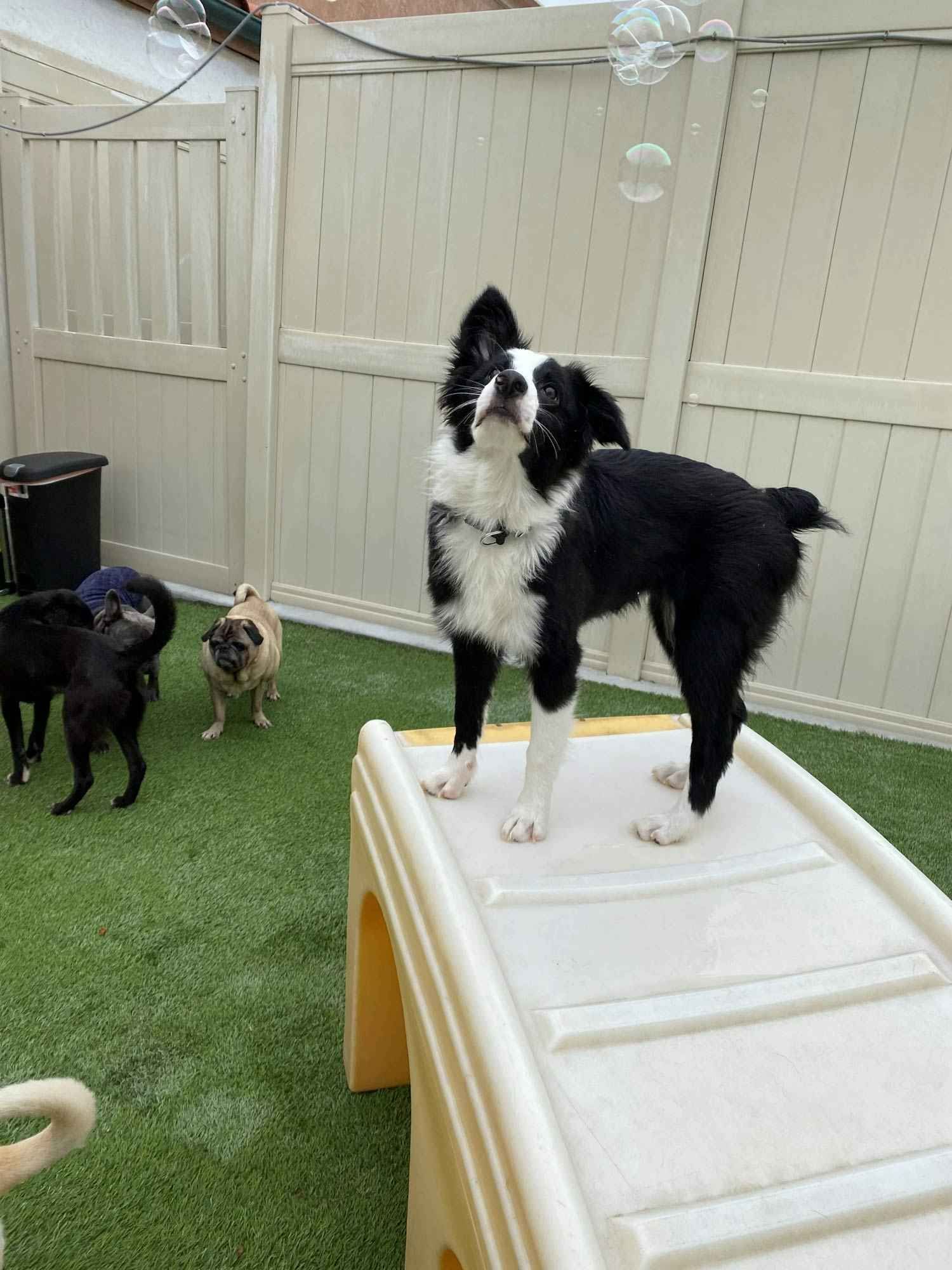 A black and white dog is standing on top of a ramp.
