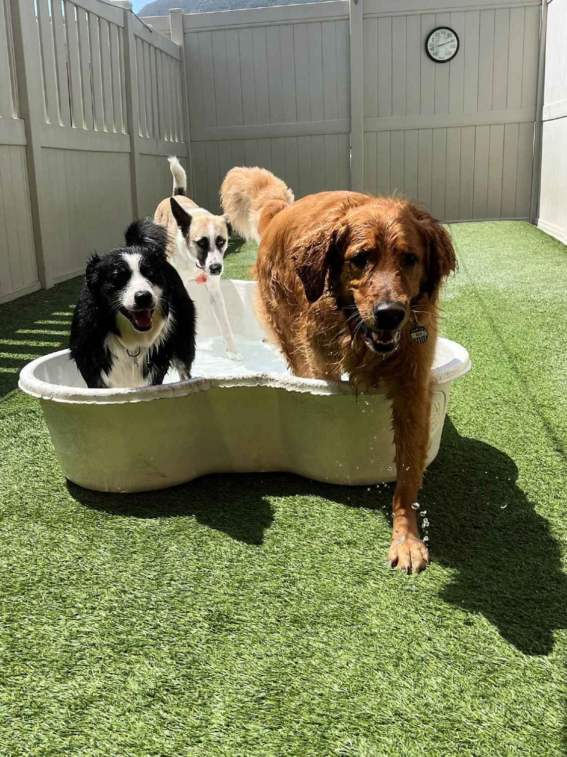 Three dogs are playing in a pool of water.