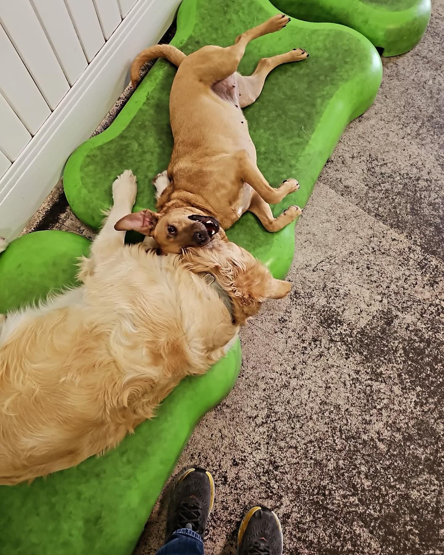 Two dogs are laying on a green bone shaped mat.