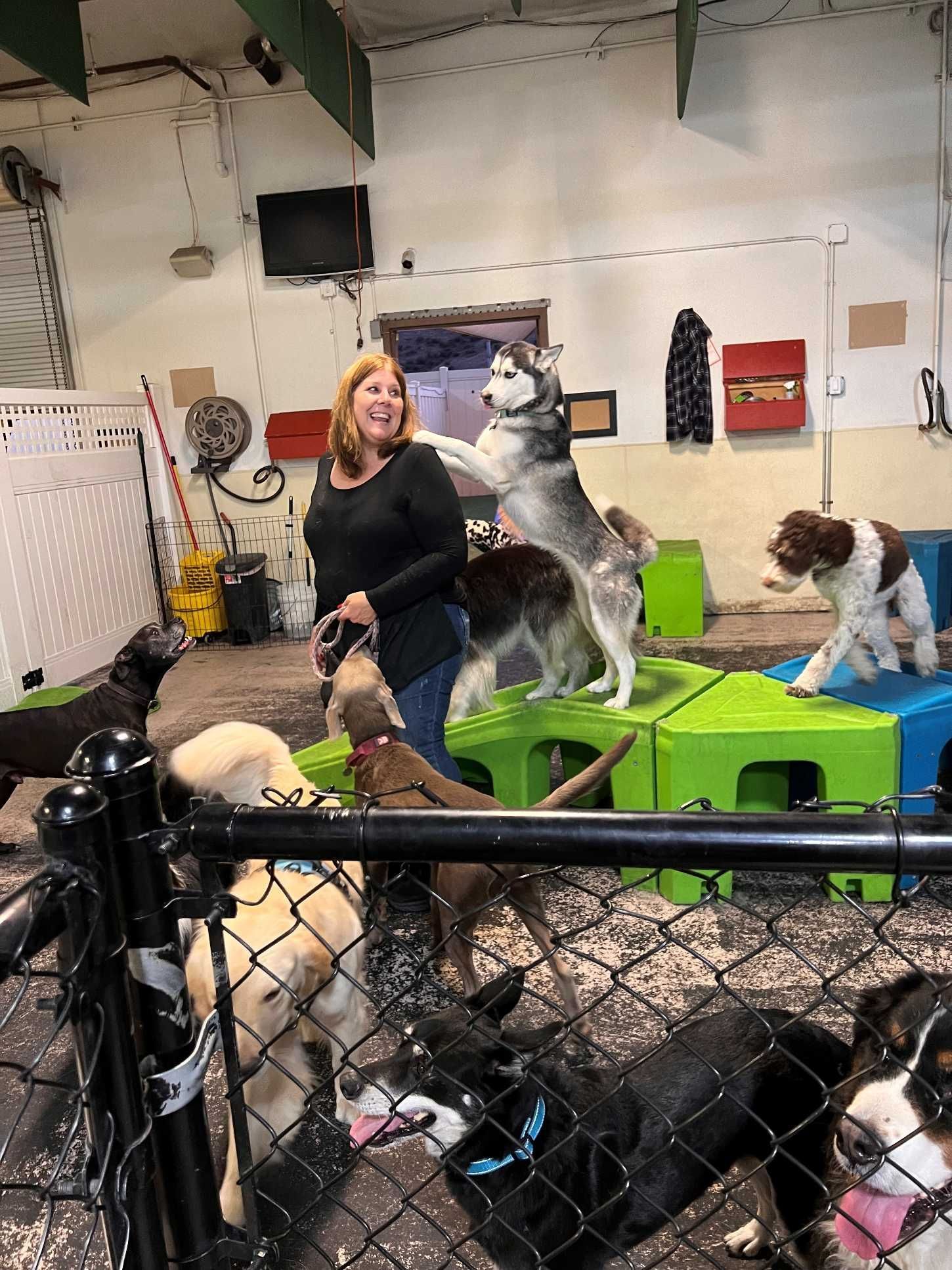 A woman is standing next to a husky dog in a kennel surrounded by other dogs.