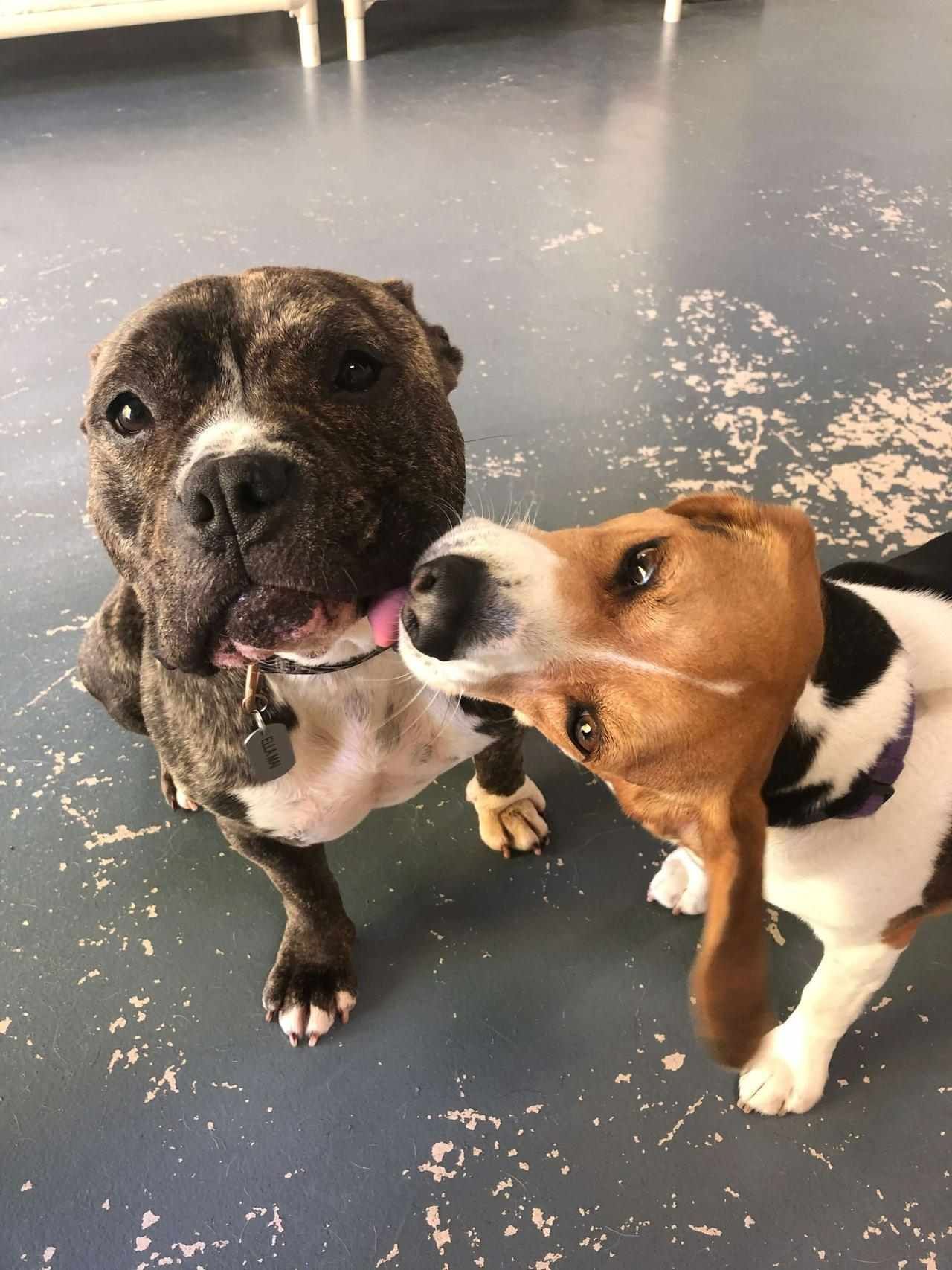 Two dogs are standing next to each other and looking at the camera.