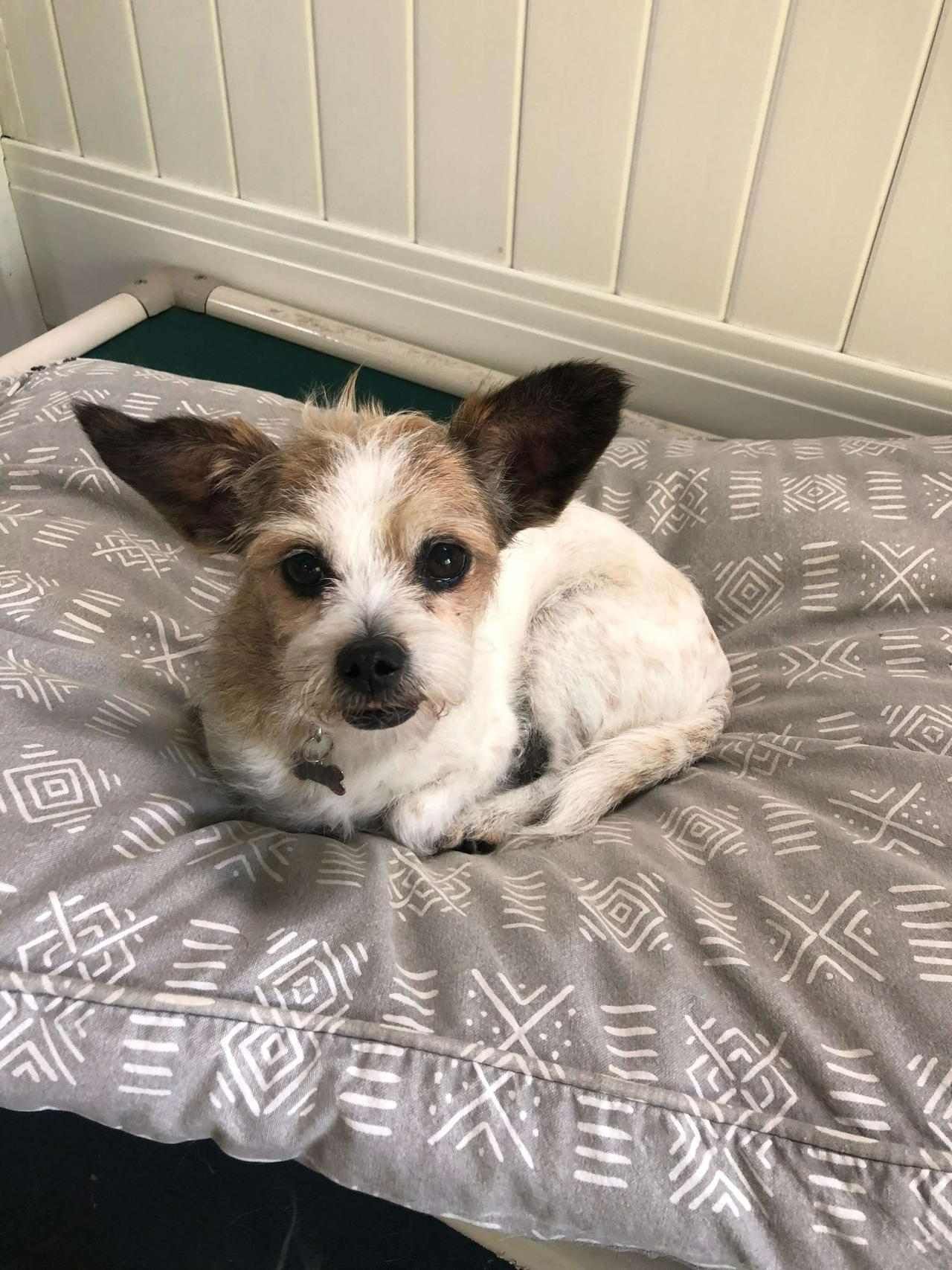 A small brown and white dog is laying on a bed.