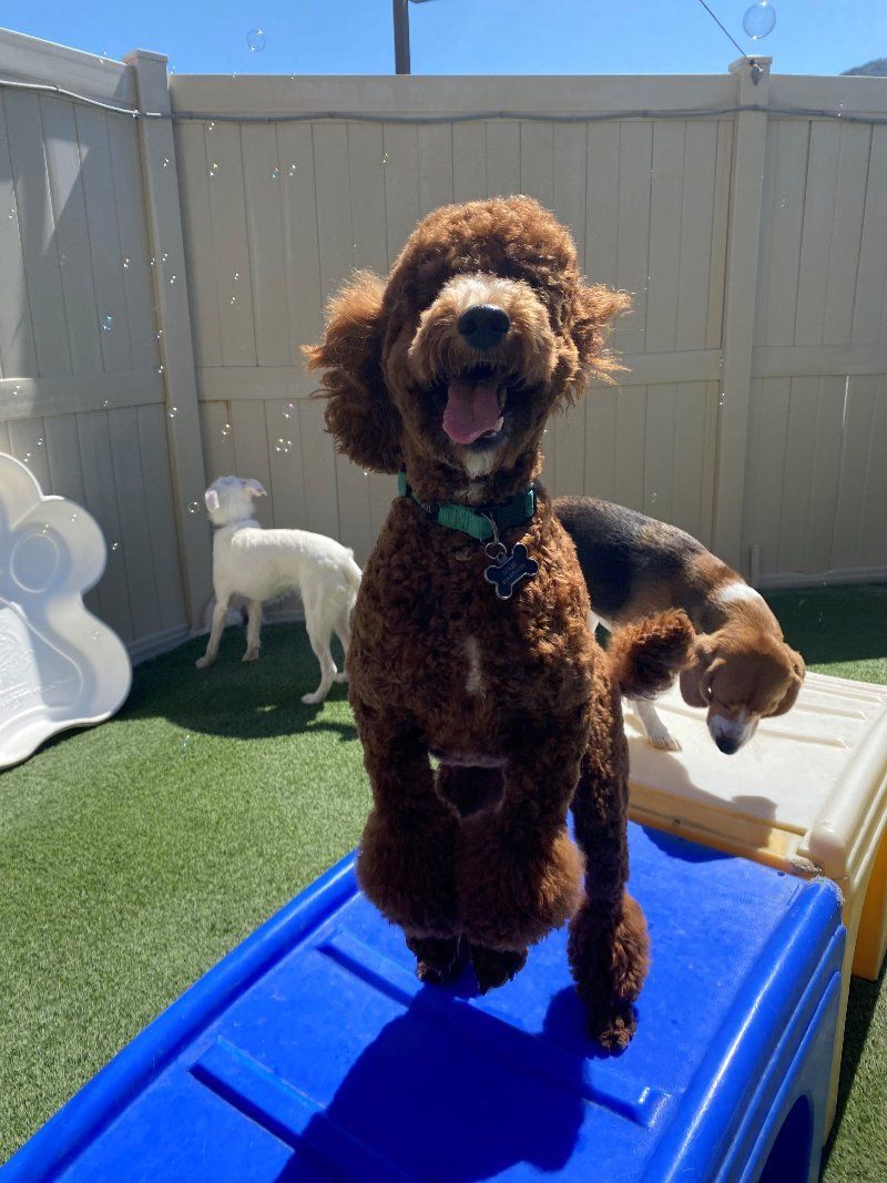 A brown poodle is sitting on top of a blue box.