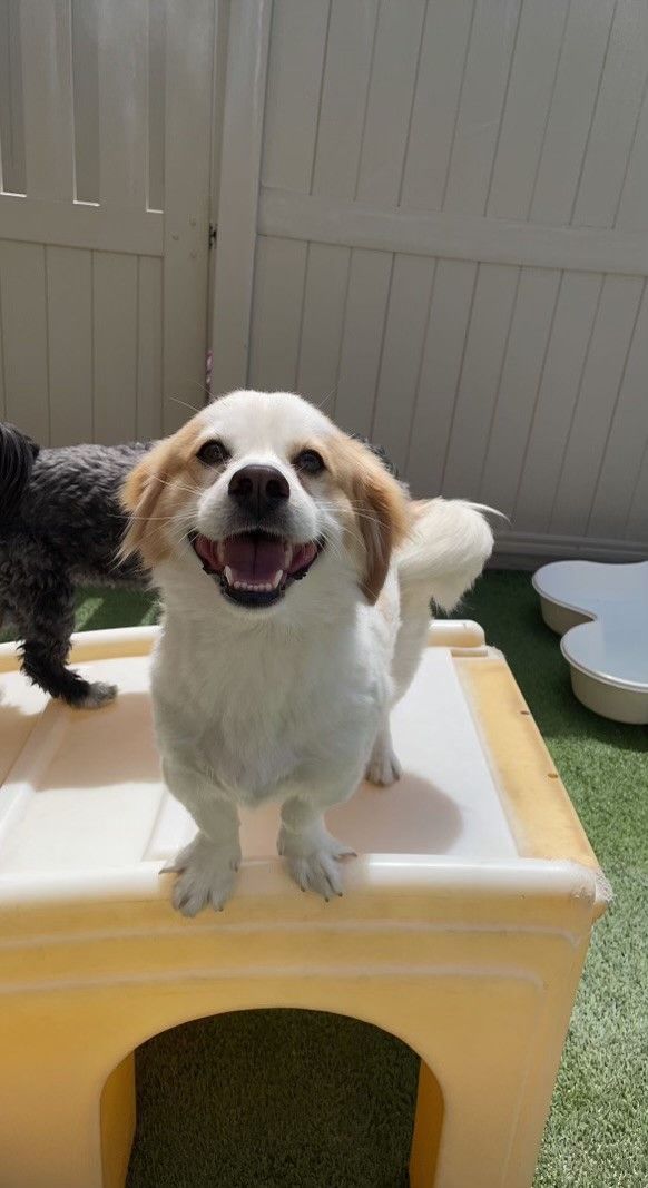 A small dog is standing on top of a yellow box and smiling.
