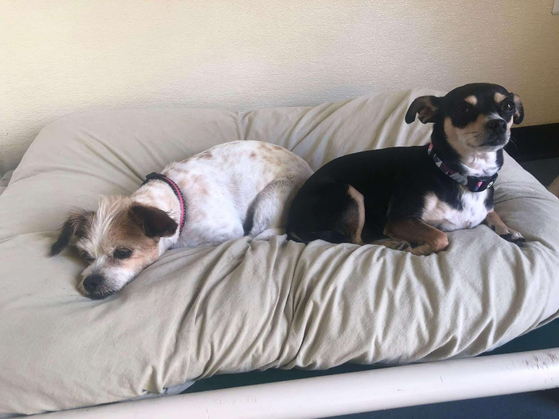 Two dogs are laying on a dog bed.