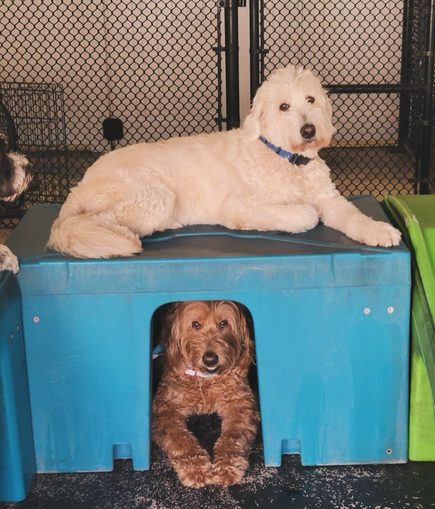 A white dog laying on top of a blue box next to a brown dog
