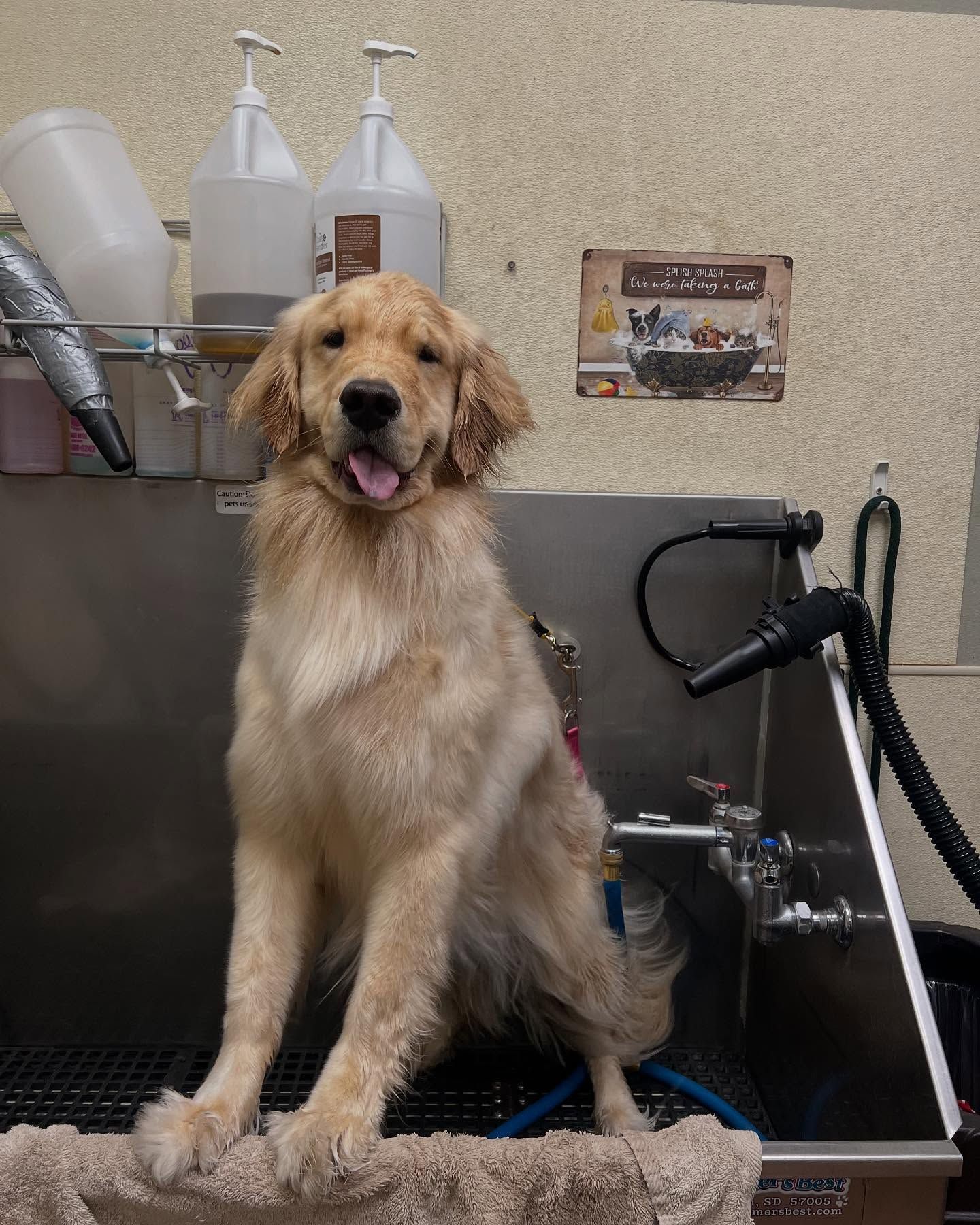 A dog is sitting in a bathtub in a grooming salon