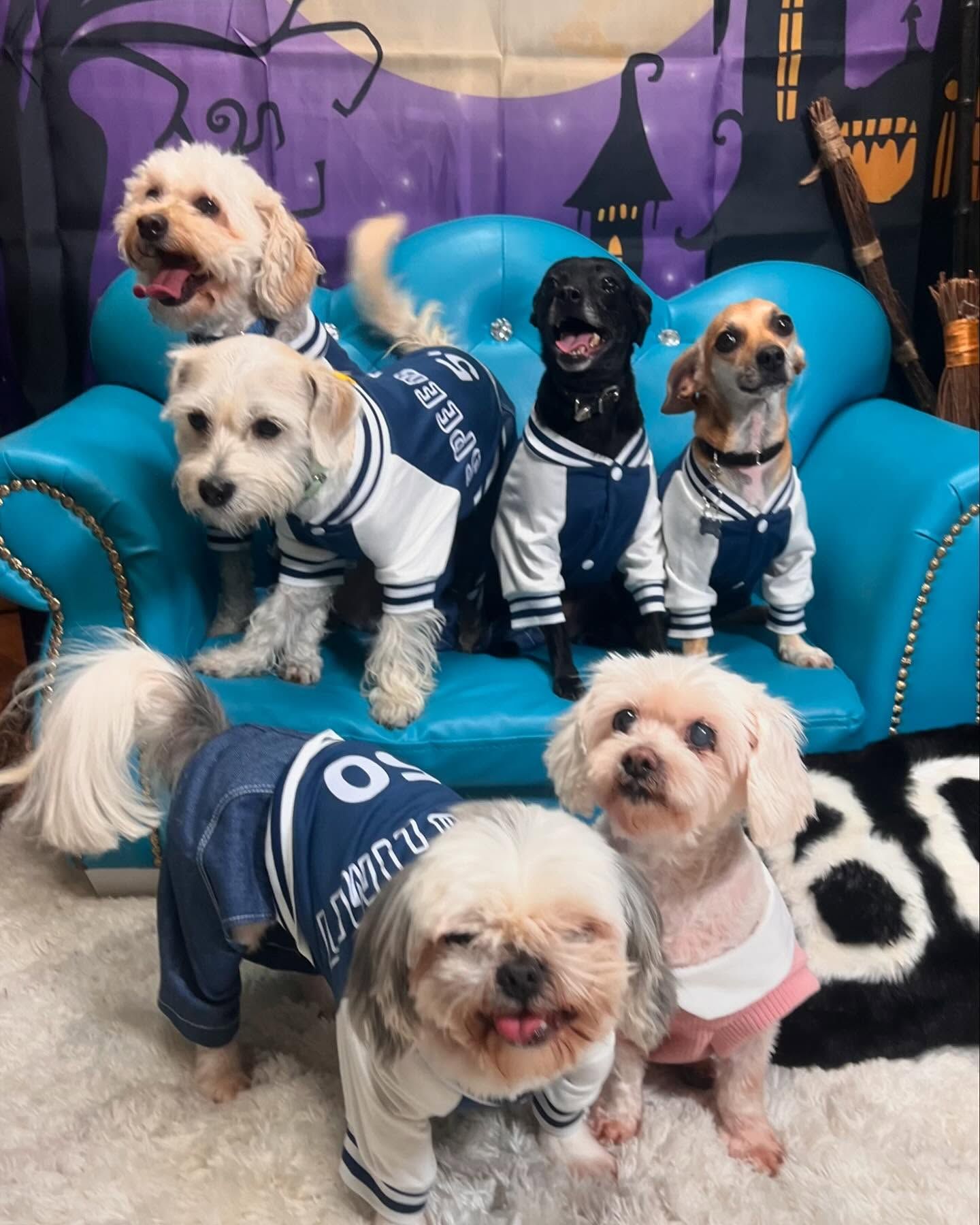 A group of small dogs are sitting on a blue couch