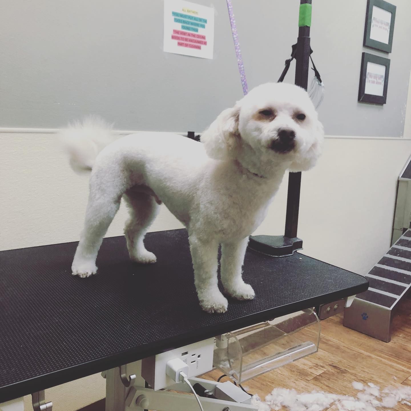A small white dog is standing on a grooming table