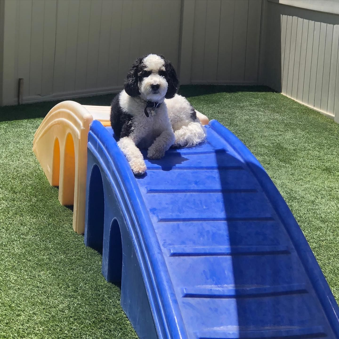 A black and white dog is laying on a blue ramp