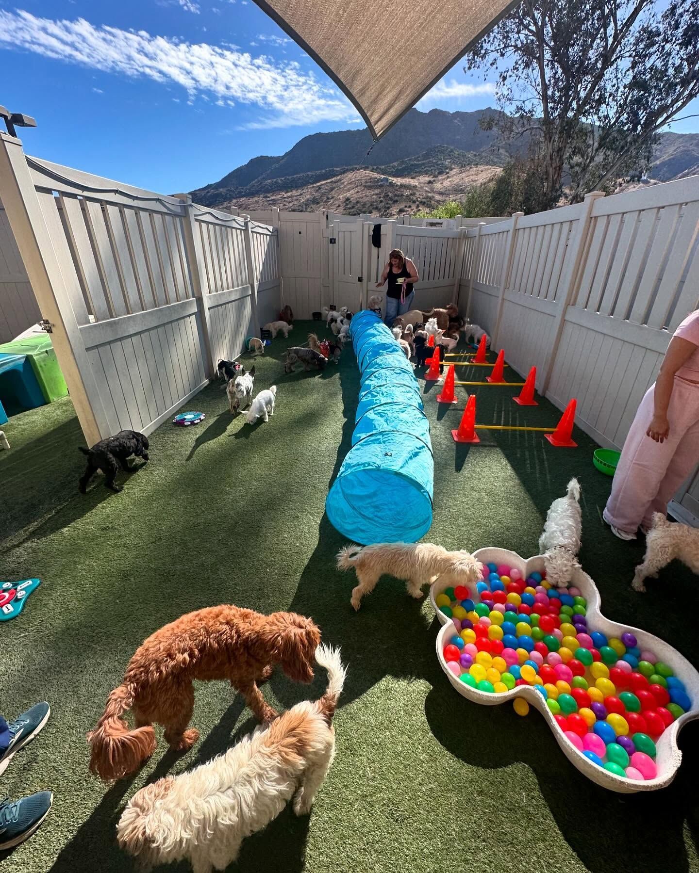 A group of dogs are playing in a ball pit.