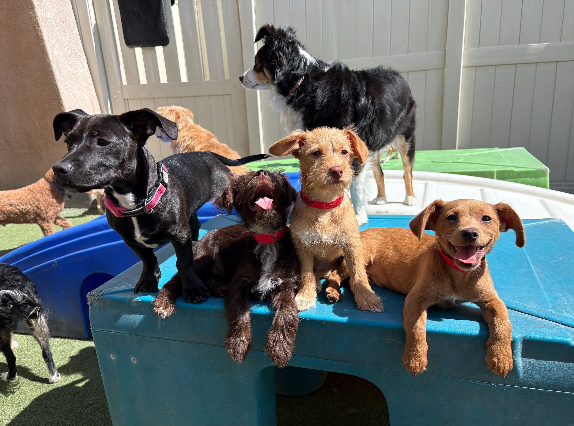 A group of six dogs, including a black and white dog on a blue platform.