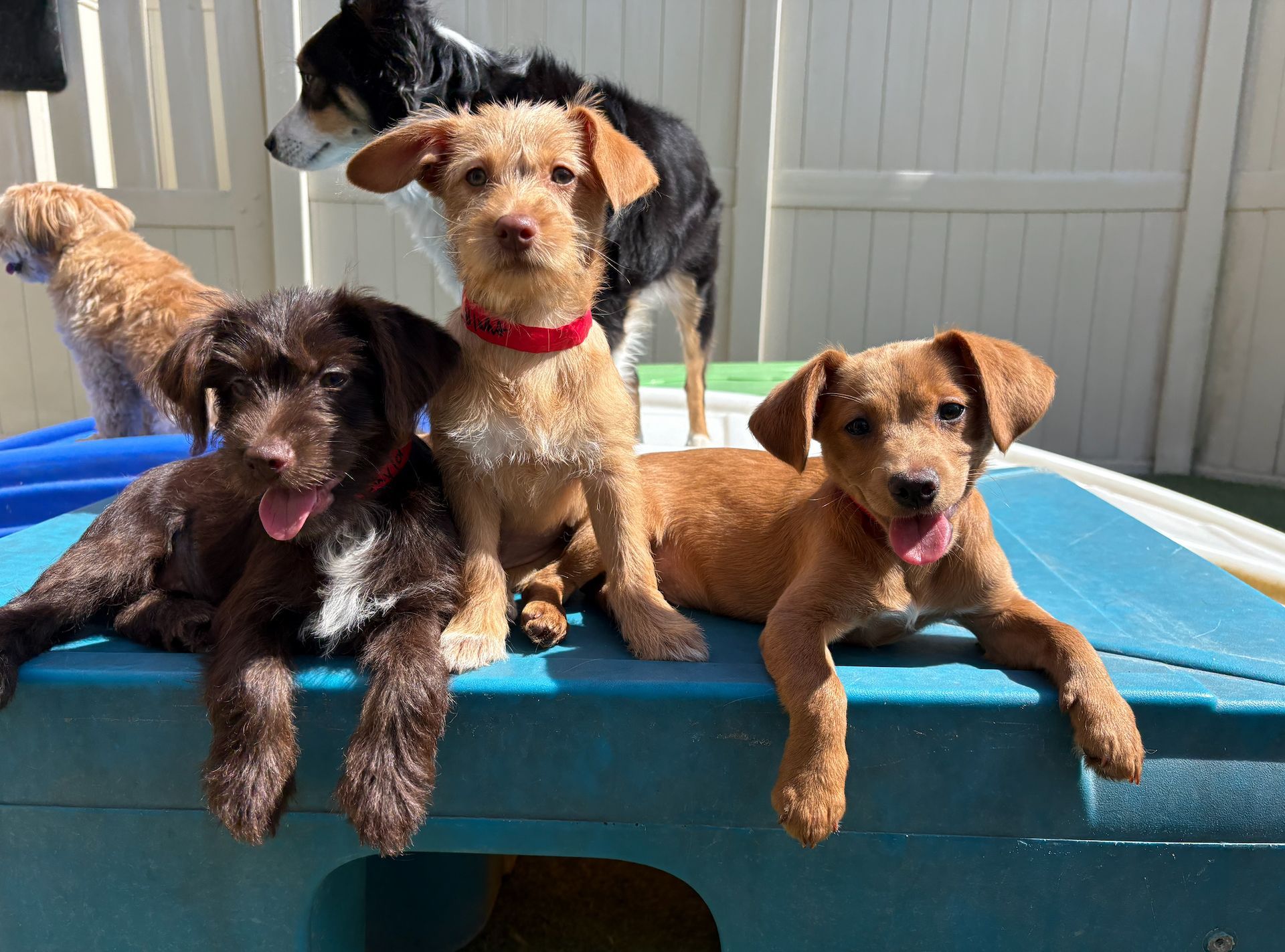 Four puppies resting on a blue platform in front of a white fence.